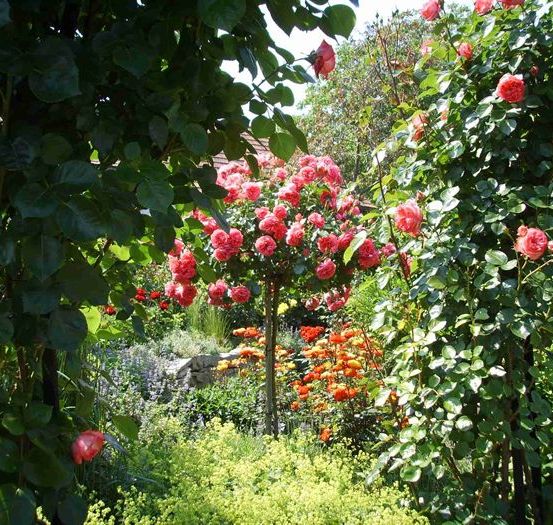 Bild enthält, Garden, Nature, Outdoors, Flower, Rose, Vegetation, Dahlia, Petal, Geranium, Park