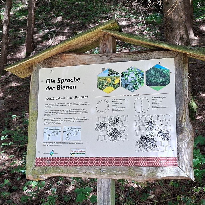 A signboard in a forest displays an educational poster titled 'The Language of Bees' with illustrations of bee dances and other informative graphics.