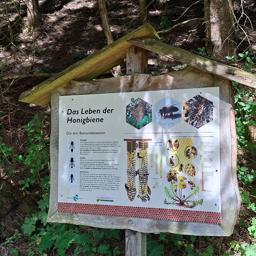 An informational sign in a forest depicts the life of honeybees with illustrations and text. It shows different stages of bee life and their roles.