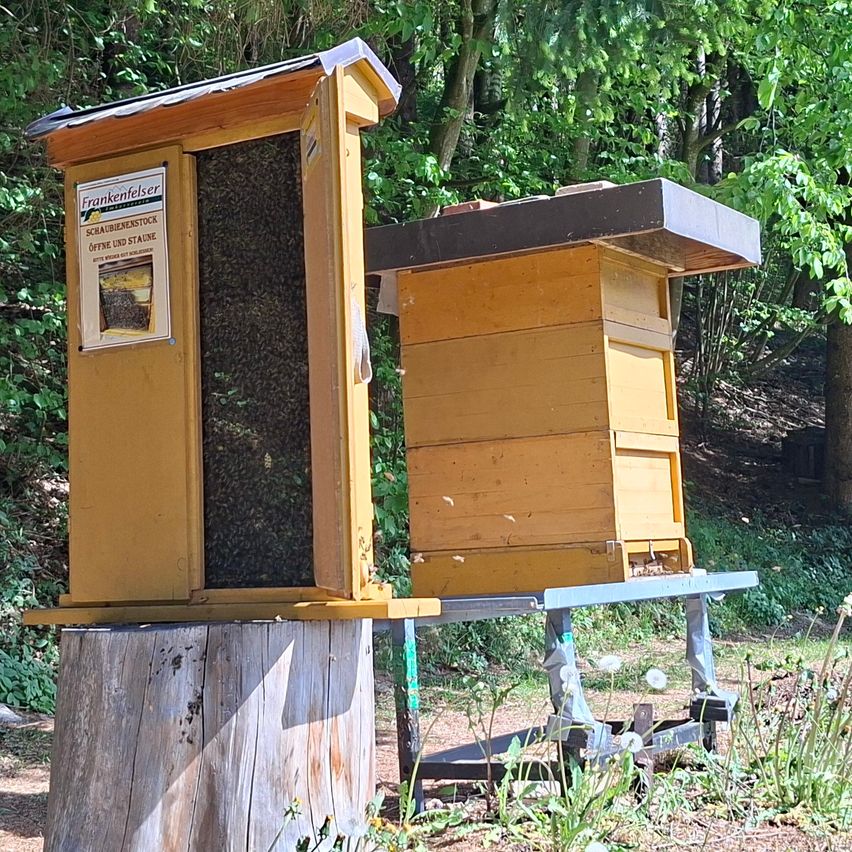 Two wooden beehives are displayed in a forest. One beehive has an open door showing bees. A sign is attached to the side of the beehive.