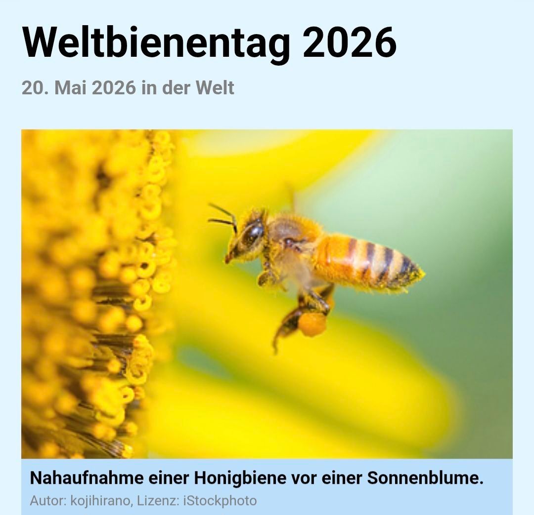 Nahaufnahme einer Honigbiene an einer Sonnenblume. Weltbienentag 2026, 20. Mai, weltweit. Foto: kojihirano, iStockphoto.