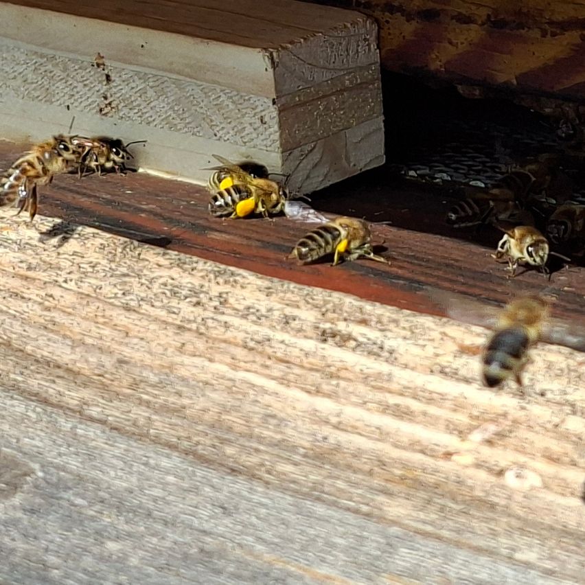 Mehrere Bienen sind in der Nähe des Eingangs eines hölzernen Bienenstocks zu sehen, wobei eine Biene näher an der Kamera ist.