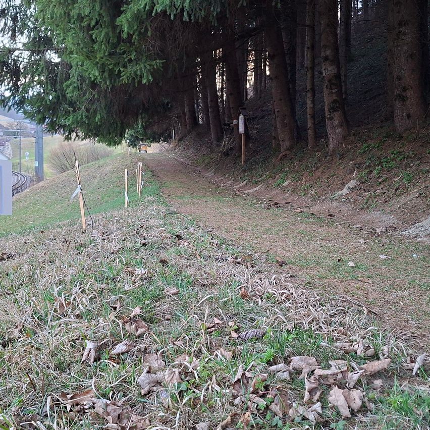 Ein mit Kiefernbäumen und grünem Gras gesäumter Feldweg mit verstreuten Blättern und Tannenzapfen. Ein gelbes Fahrzeug ist in der Ferne zu sehen.