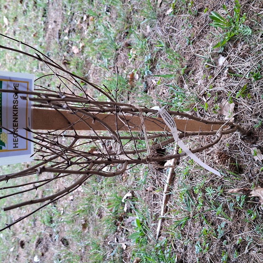 Ein Heckenzweig mit kahlen Ästen wird in einem geneigten Boden gepflanzt, mit einem weißen Etikett auf der linken Seite, das 'HEGKENKIRSCOVE' liest. Ein weißer Anhänger ist an den Zweigen befestigt.