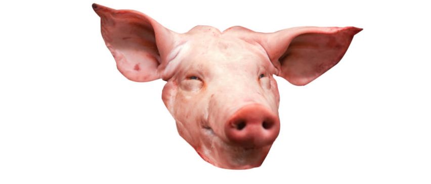 Bild enthält, Animal, Mammal, Pig, Snout, Hog