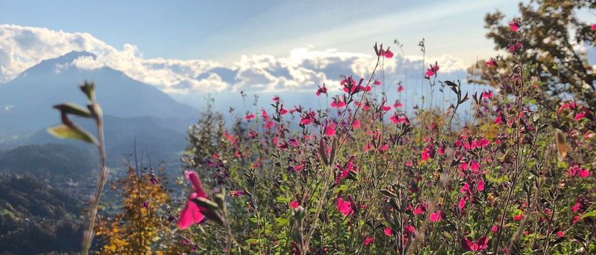 A field of pink flowers under a bright sun with mountains and trees in the background.