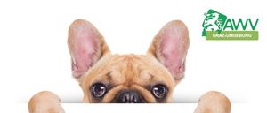 Bild enthält, Animal, Bulldog, Canine, Dog, French Bulldog, Mammal, Pet