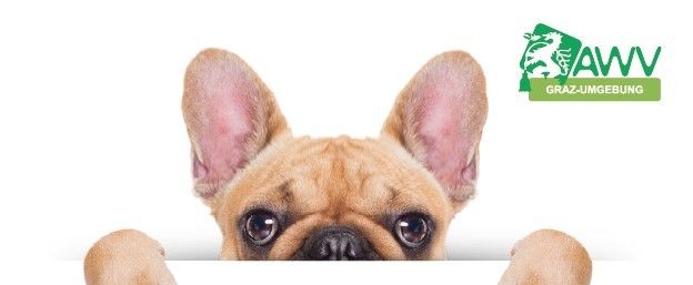 Bild enthält, Animal, Bulldog, Canine, Dog, French Bulldog, Mammal, Pet