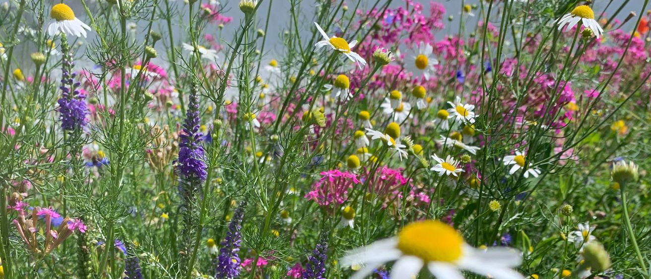 Ein Feld voller verschiedener Blumen in voller Blüte, mit Gänseblümchen, lila und blauen Blüten sowie hohen grünen Stängeln. Die Blumen befinden sich in verschiedenen Blütephasen.