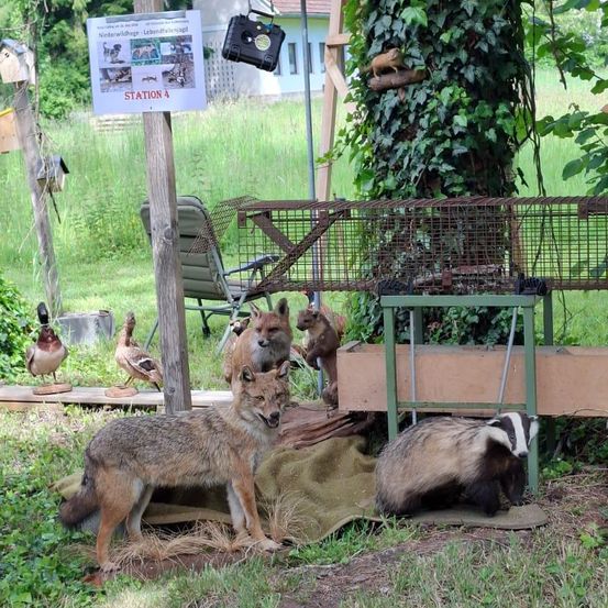 Ein Wildtierstation mit verschiedenen Tieren, einschließlich Füchse, ein Dachs und Vögel. Die Station ist von einem Zaun umgeben und hat ein Schild mit der Aufschrift 'Station 4'.