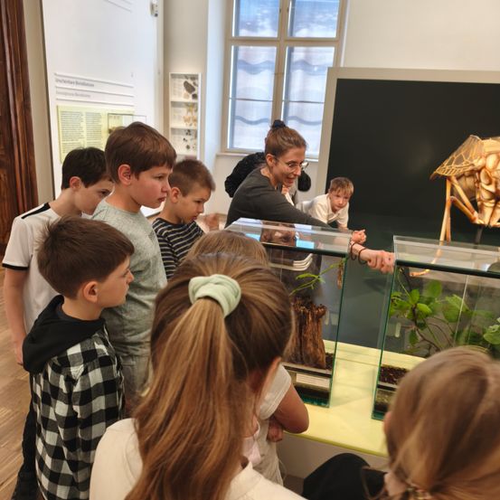 Eine Gruppe von Kindern und eine erwachsene Frau betrachten eine Vitrine mit Pflanzen und einem Fossil in einem Museum.