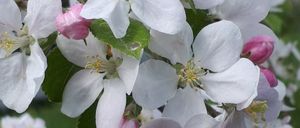 Bild enthält, Flower, Geranium, Plant, Pollen, Petal, Anemone