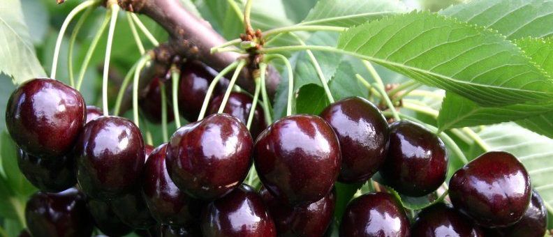 Ein Haufen reifer Kirschen hängt von einem Ast mit grünen Blättern. Die Kirschen sind dunkelrot und glänzend, möglicherweise bereit für die Ernte.