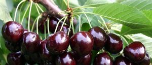 Ein Haufen reifer Kirschen hängt von einem Ast mit grünen Blättern. Die Kirschen sind dunkelrot und glänzend, möglicherweise bereit für die Ernte.