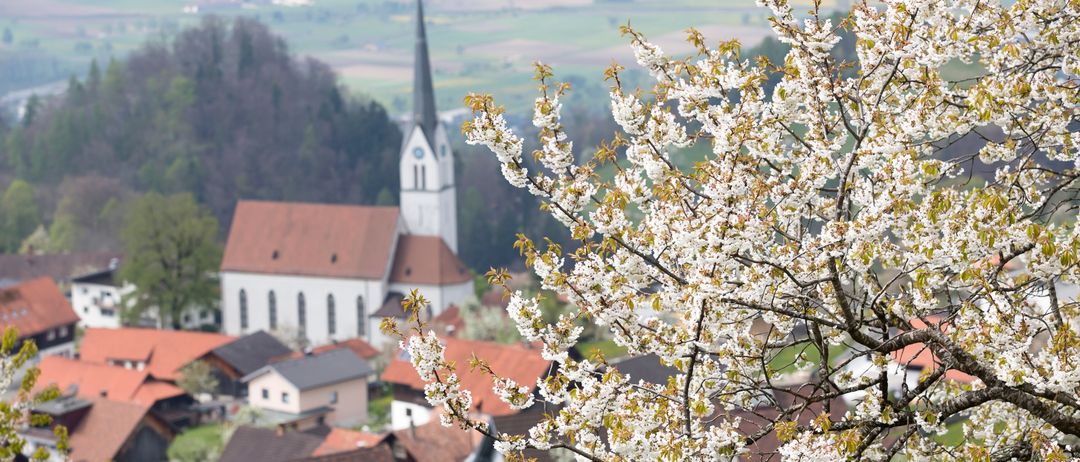 Ein malerischer Blick auf ein Dorf mit einer Kirche, umgeben von blühenden Kirschblüten. Das Dorf liegt in einem Tal, mit Häusern und einem Kirchturm im Hintergrund.