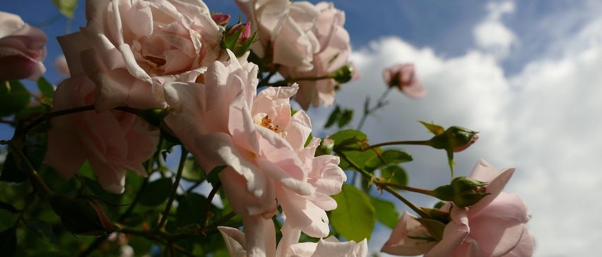 Eine Gruppe hellrosa Rosen mit zarten Blütenblättern, vor einem Hintergrund eines blauen Himmels mit weichen Wolken.