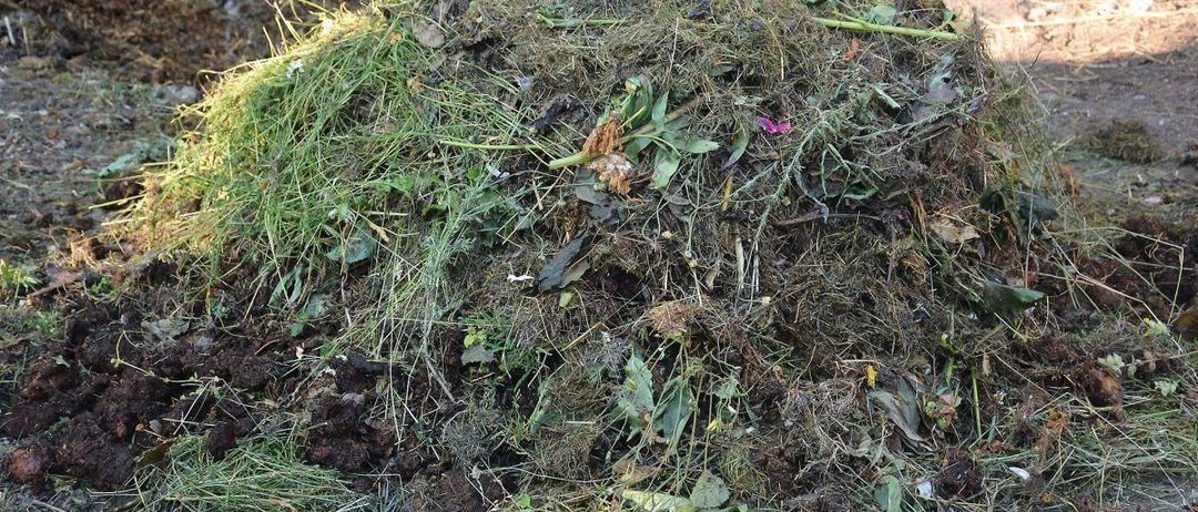 Ein Haufen kompostierter organischer Abfälle, einschließlich Gras, Blätter und kleine Pflanzenreste, mit einem blauen Fass in der Nähe.