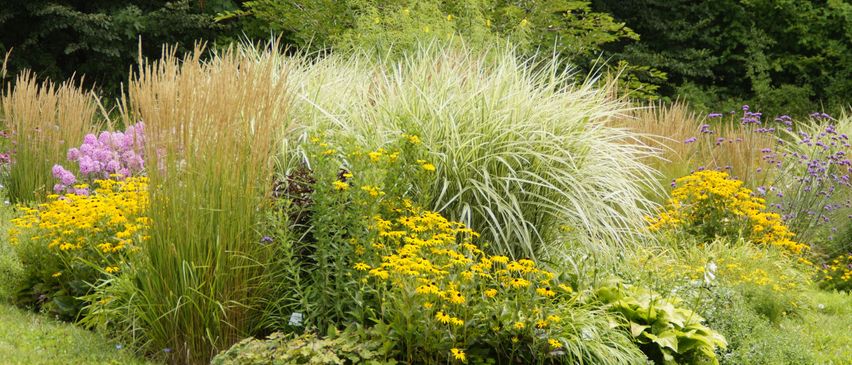 Ein Garten mit hohen Gräsern, gelben Blumen und grünem Laub vor dem Hintergrund von Bäumen.