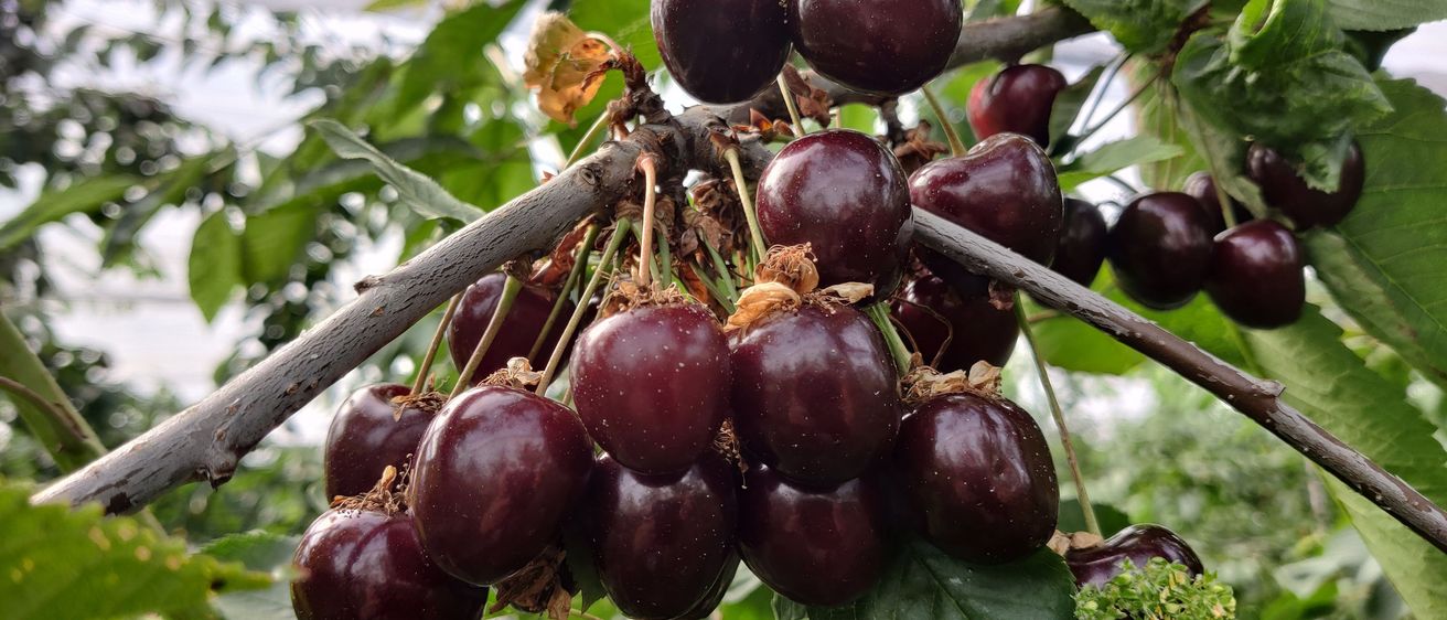 Bild enthält, Food, Fruit, Plant, Produce, Cherry