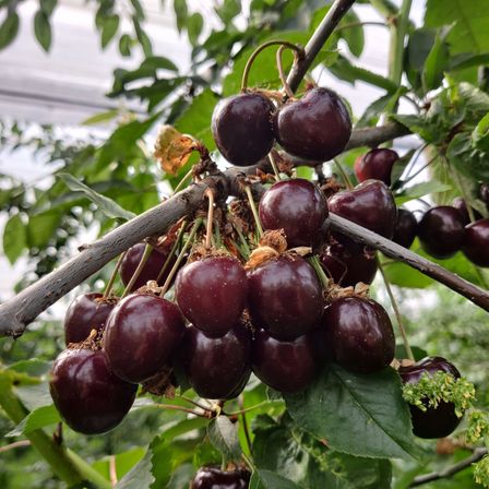 Bild enthält, Food, Fruit, Plant, Produce, Cherry