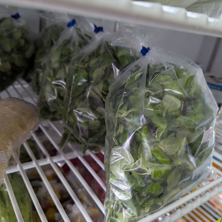 Mehrere durchsichtige Plastiktüten mit grünem Gemüse stehen auf einem Kühlschrankregal. Die Tüten sind fest verschlossen, und das Gemüse sieht frisch aus.