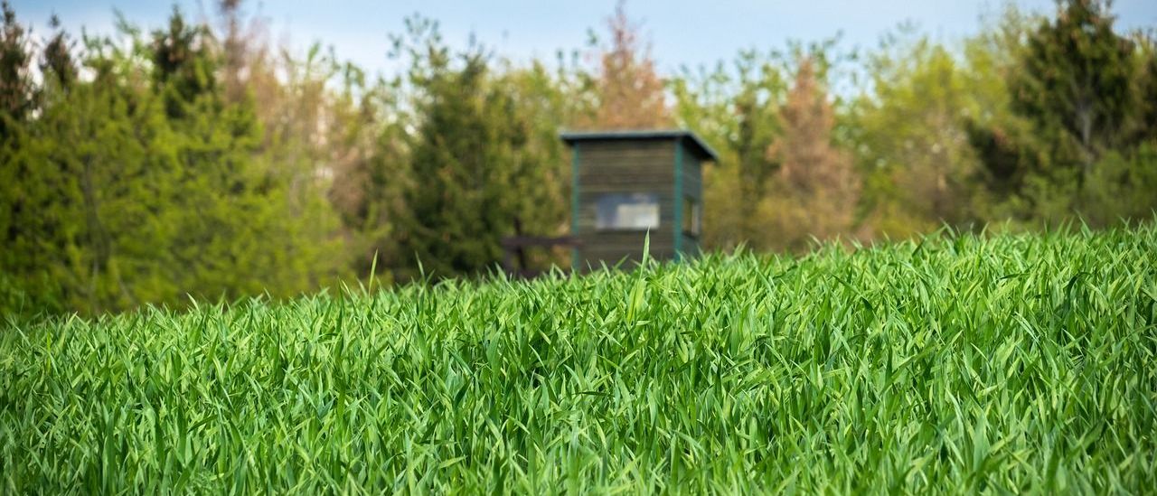 Grass, Plant, Lawn, Outdoors, Shelter, Vegetation, Nature, Field