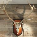 Antler, Animal, Antelope, Mammal, Wildlife, Wood