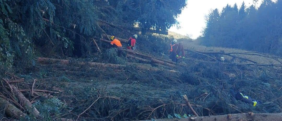 Bild enthält, Outdoors, Wilderness, Soil, Vegetation, Grove, Land, Tree, Woodland, Jungle, Rainforest