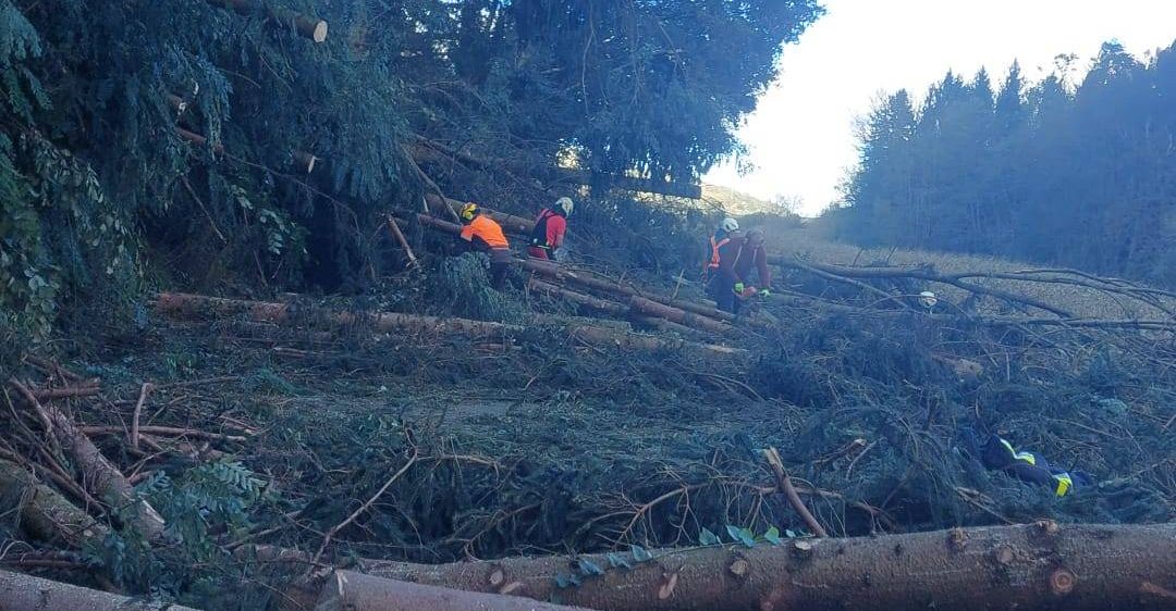 Bild enthält, Outdoors, Wilderness, Soil, Vegetation, Grove, Land, Tree, Woodland, Jungle, Rainforest