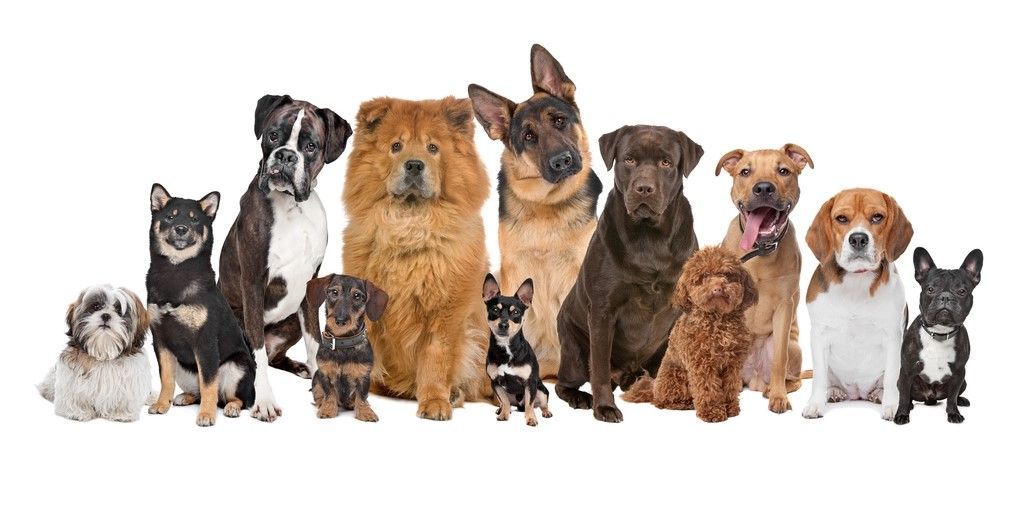 Bild enthält, Animal, Canine, Dog, Mammal, Pet, Hound, Bulldog