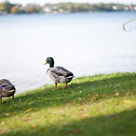 Bild enthält, Animal, Bird, Duck, Mallard, Waterfowl, Teal, Grass, Plant, Person, Outdoors