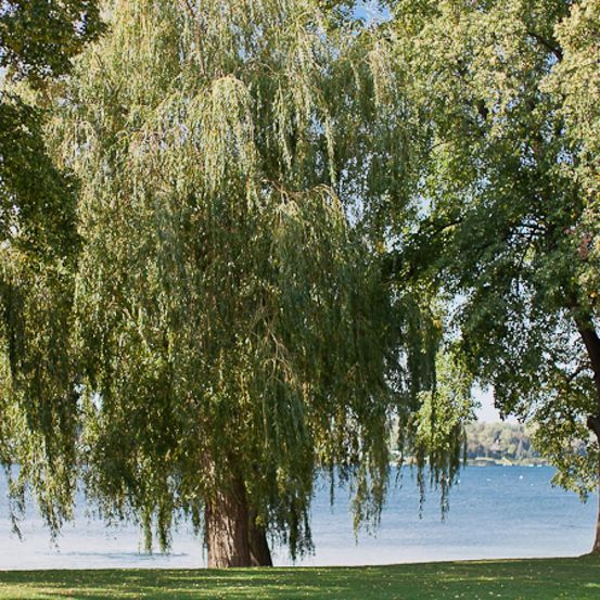 Bild enthält, Plant, Tree, Tree Trunk, Willow, Nature, Outdoors, Scenery, Vegetation