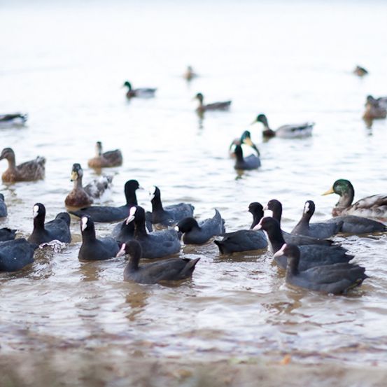 Bild enthält, Animal, Anseriformes, Bird, Waterfowl, Goose, Duck, Mallard