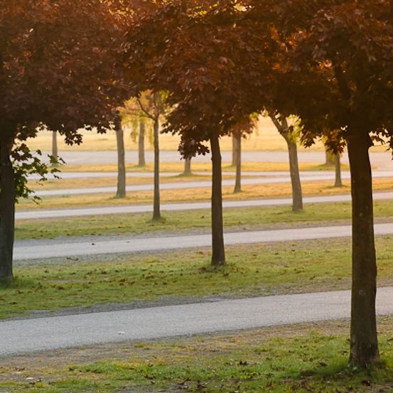 Bild enthält, Plant, Tree, Tree Trunk, Grass, Road, Nature, Outdoors, Scenery
