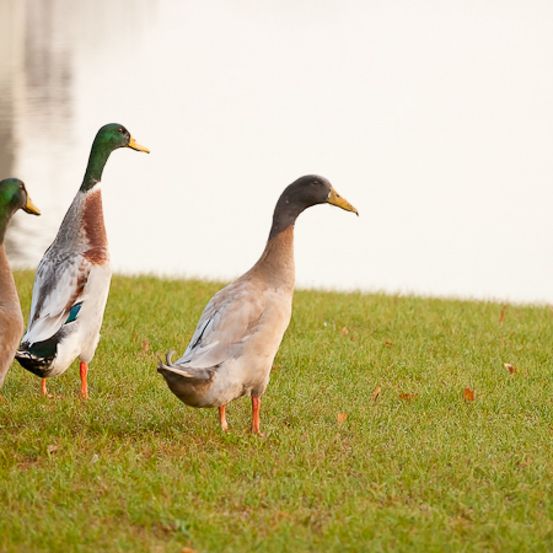 Bild enthält, Animal, Bird, Duck, Mallard, Waterfowl, Teal, Grass, Plant