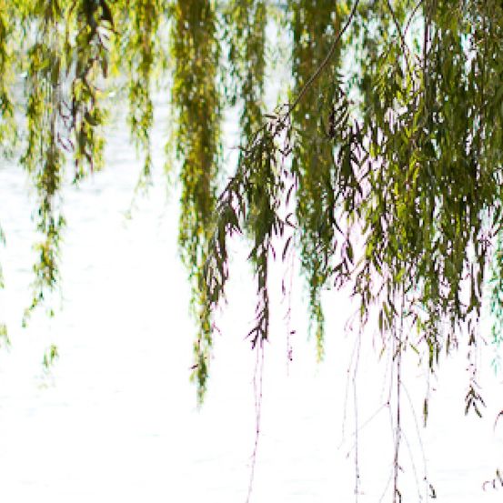 Bild enthält, Plant, Tree, Willow