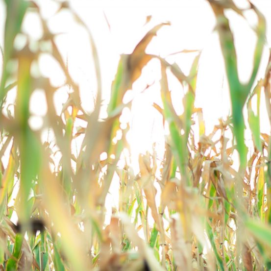 Bild enthält, Grass, Plant, Vegetation, Field, Outdoors, Nature, Agriculture, Food, Produce, Grain