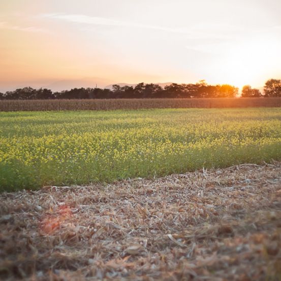 Bild enthält, Field, Grassland, Nature, Outdoors, Countryside, Meadow, Rural, Sky, Sunlight, Horizon
