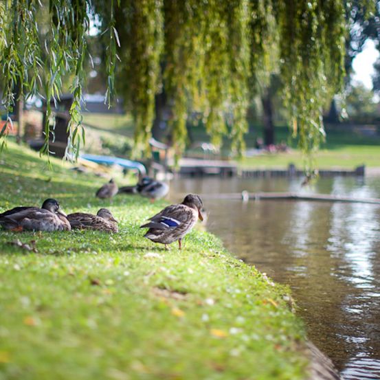 Bild enthält, Nature, Outdoors, Pond, Water, Tree, Grass, Bird, Person, Mallard, Waterfowl