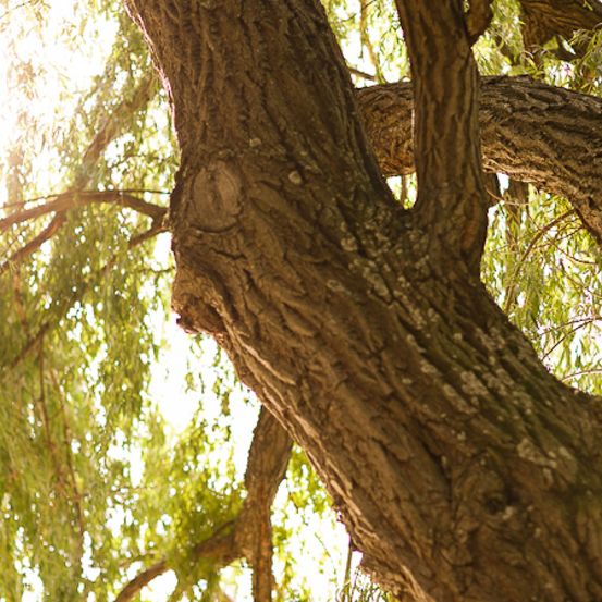 Bild enthält, Plant, Tree, Tree Trunk, Flare, Light, Sunlight, Willow