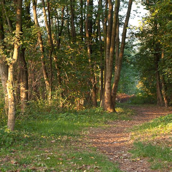 Bild enthält, Path, Outdoors, Trail, Tree, Vegetation, Land, Woodland, Gravel, Road, Tree Trunk