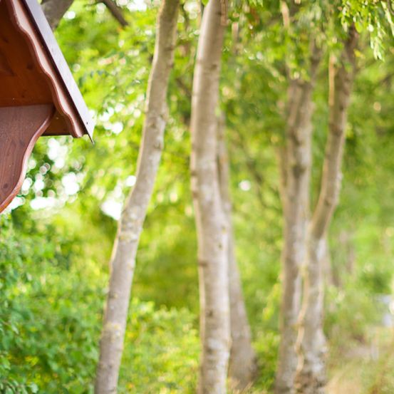 Bild enthält, Cross, Person, Walkway, Tree, Garden, Outdoors, Arbour, Wood, Tree Trunk, Monastery