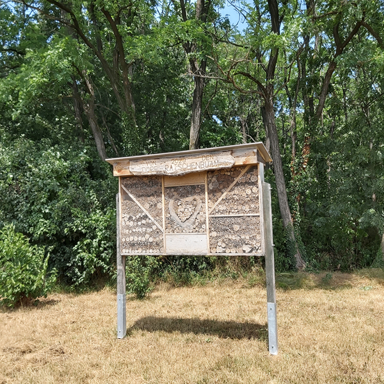 Bild enthält, Vegetation, Grass, Nature, Outdoors, Park, Land, Tree, Woodland, Grove, Wood