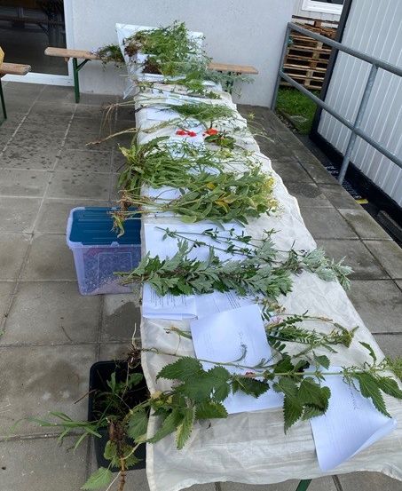 Bild enthält, Coffin, Funeral, Person, Plant