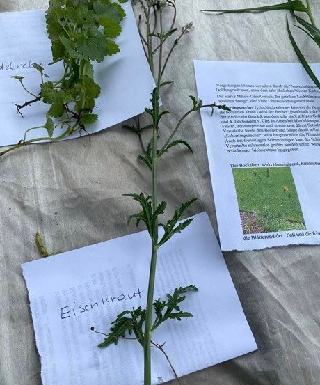 Bild enthält, Cilantro, Food, Plant, Text