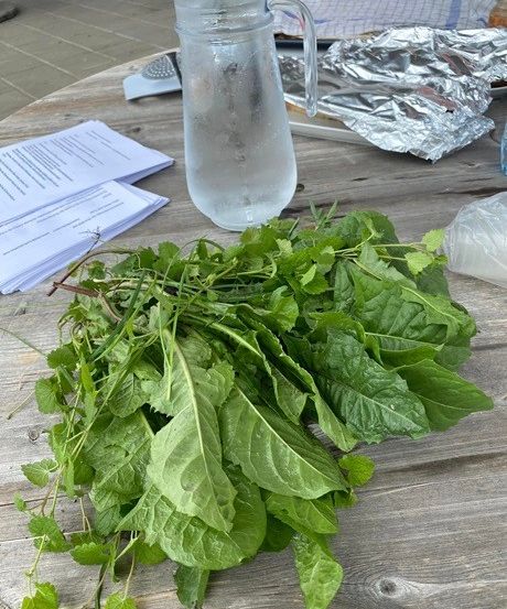 Bild enthält, Arugula, Food, Leafy Green Vegetable, Plant, Produce, Vegetable, Person