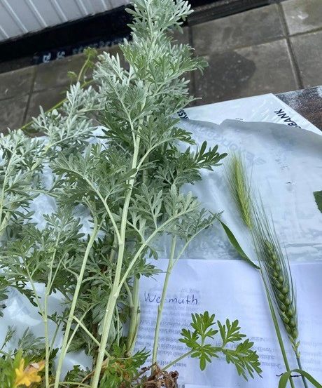 Bild enthält, Herbal, Herbs, Plant, Food