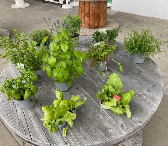 Ein Holztisch zeigt verschiedene Topfpflanzen, darunter Basilikum, Minze und Petersilie. Im Hintergrund befinden sich eine Holzkonstruktion und gefliester Boden.