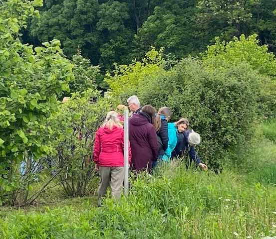 Eine Gruppe von Menschen steht in einem Grasbereich, einige beugen sich nach unten, um Beeren zu pflücken. Das Gebiet ist von grünen Büschen und Bäumen umgeben.
