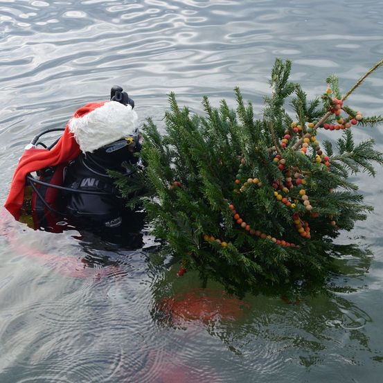 Ein Taucher in einer Weihnachtsmannmütze holt einen dekorierten Baum aus dem Wasser. Der Baum ist mit bunten Perlen und grünen Blättern verziert.